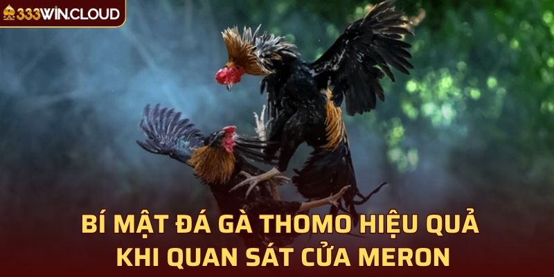 Bí mật đá gà Thomo hiệu quả khi quan sát cửa Meron