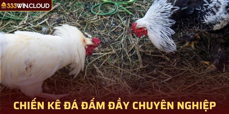 Chiến kê đá đấm đầy chuyên nghiệp