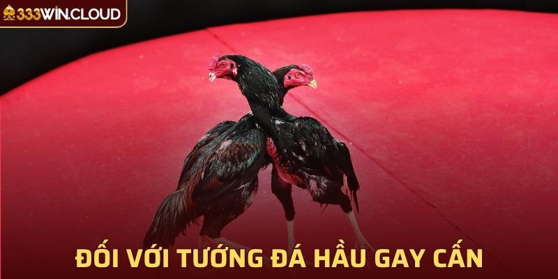 Đối với tướng đá hầu gay cấn