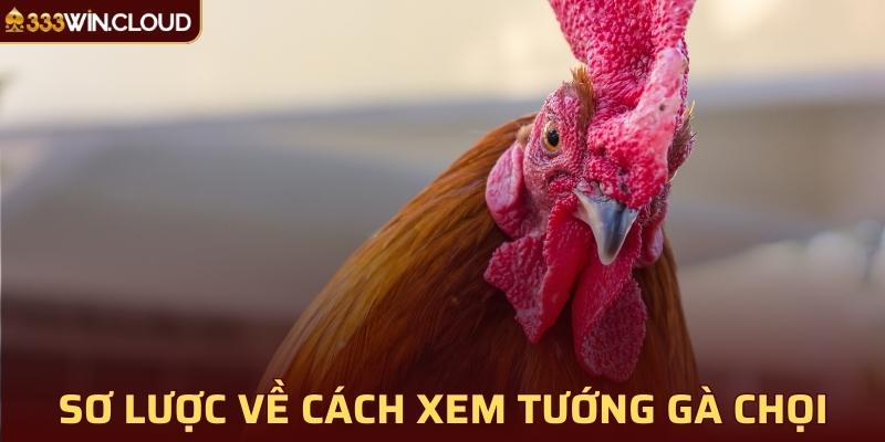 Sơ lược về cách xem tướng gà chọi